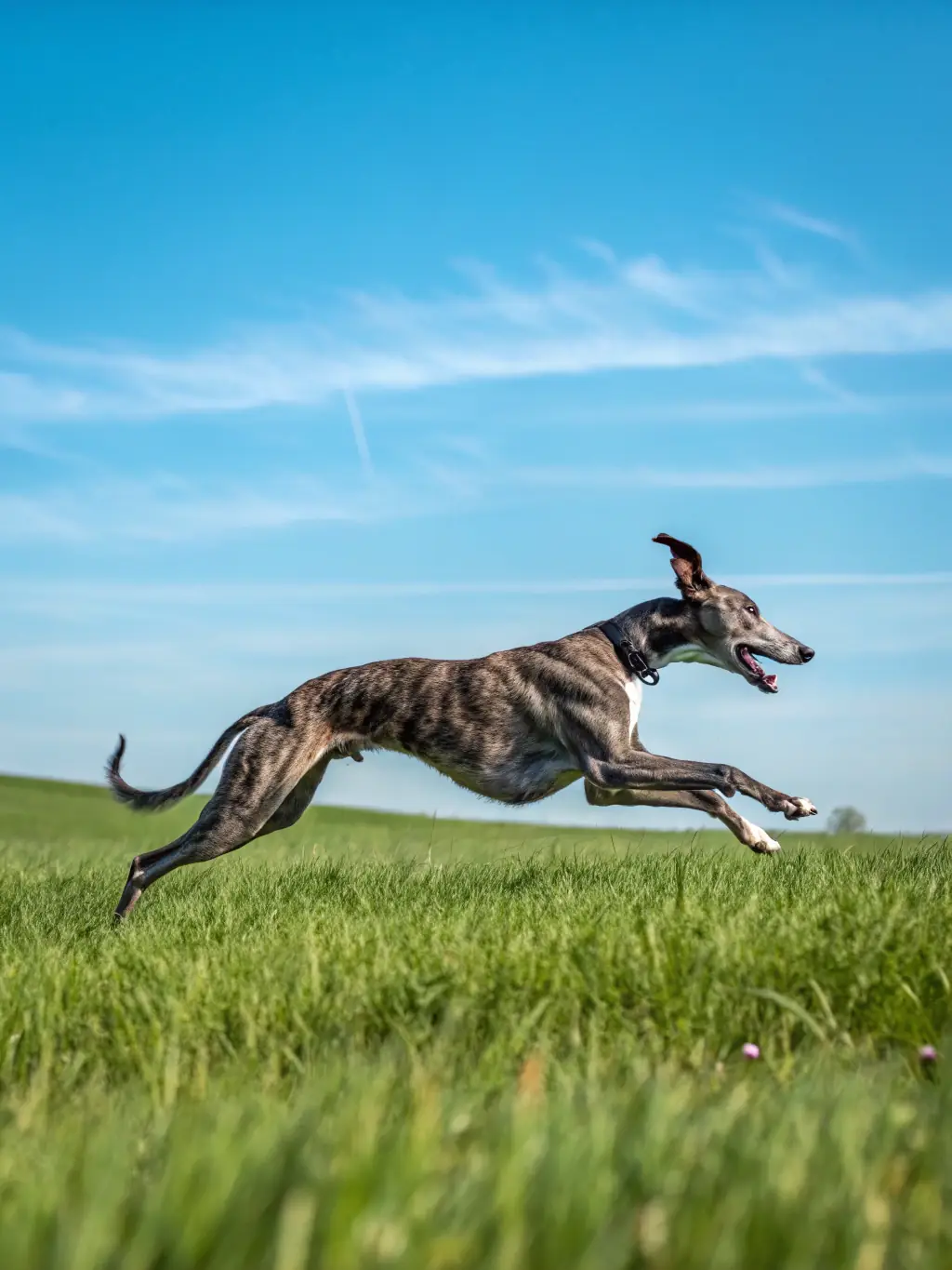 A photograph capturing the Rallye Vaux Villiers hounds in full pursuit during a hunt, showcasing their agility and teamwork in a natural setting.
