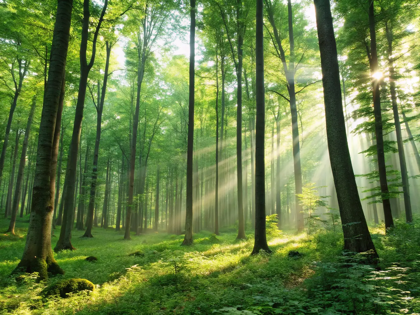 A serene image of a wildlife reserve showcasing conservation efforts undertaken by ASSOCIATION DE CHASSE DU RALLYE VAUX-VILLERS, highlighting their commitment to protecting local ecosystems.